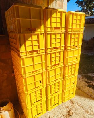 Cassette di plastica per la raccolta frutta 