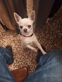 chihuahua Maschio 