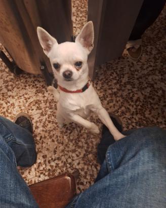 chihuahua Maschio 