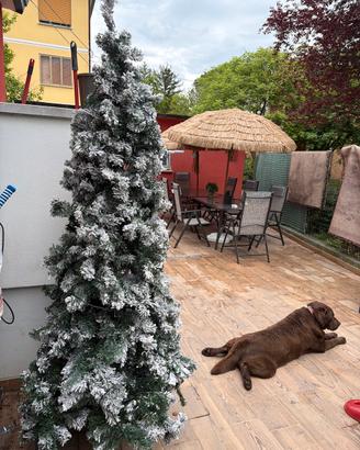 Albero di natale