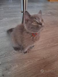 Gattini