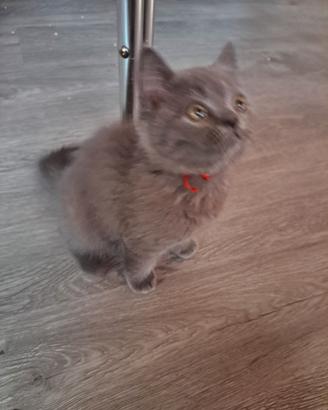 Gattini