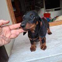 Cuccioli Bassotto Tedesco pedigree Enci
