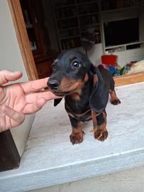 Cuccioli Bassotto Tedesco pedigree Enci