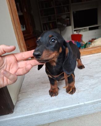 Cuccioli Bassotto Tedesco pedigree Enci