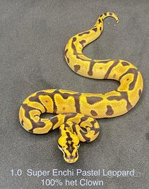 Super enchi pastel Leopard het clown