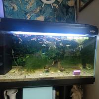 acquario
