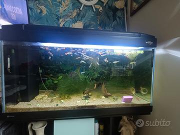 acquario