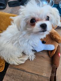 Maltese