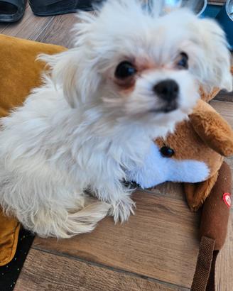 Maltese