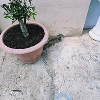 Piante limoni
