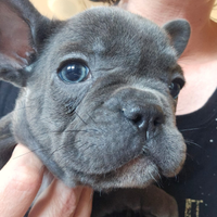 Cuccioli di Bulldog Francese