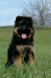 Cuccioli pastore tedesco maschio