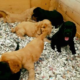 LITTER RELAXING - Lettiera in carta per cavalli e