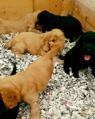 LITTER RELAXING - Lettiera in carta per cavalli e