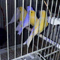Canarini di colore