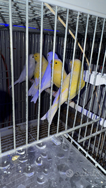 Canarini di colore