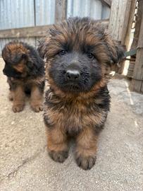 Cuccioli di pastore tedesco