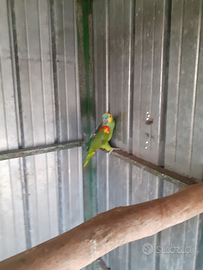 Pappagallo amazzone xanthopteryx