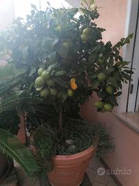 Pianta di Limone 