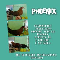 Phoenix