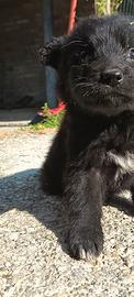 padroncini per cuccioli