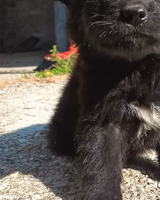 padroncini per cuccioli