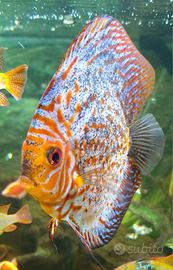 Discus