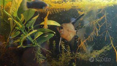 Coppia riproduttiva scalari pesci tropicali