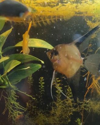 Coppia riproduttiva scalari pesci tropicali