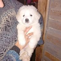 Cuccioli di pastore maremmano abruzzese