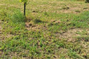 Terreno agricolo Empoli Est