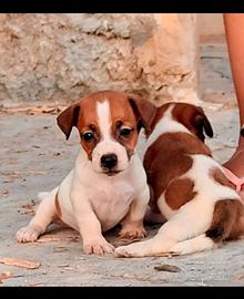 Cuccioli di Jack Russell