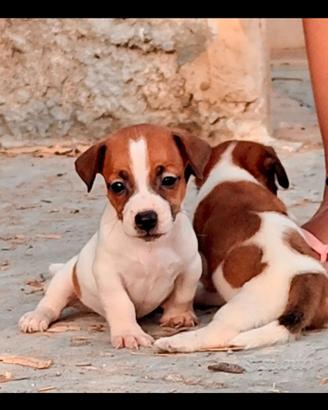 Cuccioli di Jack Russell