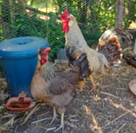 Galline Legbar uova celesti