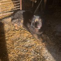 Cuccioli pastore del Caucaso