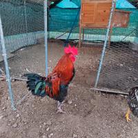 Gallo marans
