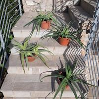 Piante di Aloe