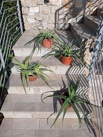 Piante di Aloe
