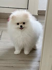 Femminucca Pomerania Spitz tedesco