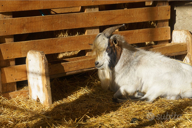 Capretto nano, becco