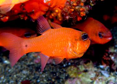 Pesce Rosso per Acquario Marino