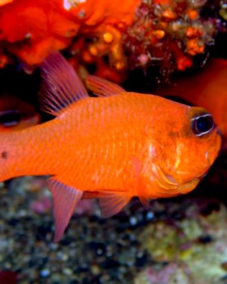 Pesce Rosso per Acquario Marino
