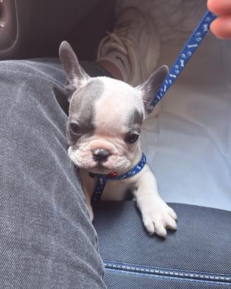 Cucciolo di bulldog francese