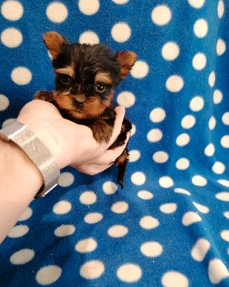 Yorkshire cuccioli maschi