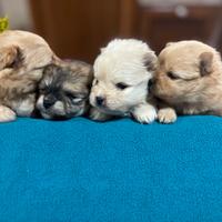 Spitz Volpino di Pomerania