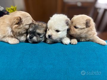 Spitz Volpino di Pomerania