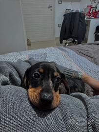 Bassotto arlecchino silver