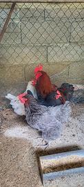 Galline Marans