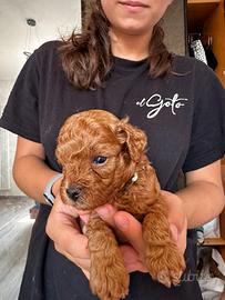 Cuccioli di barboncino